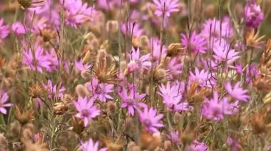Beautiful wild flowers closeup  